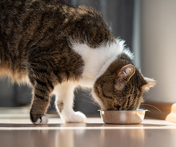 Bei einer Futtermittelallergie oder -unverträglichkeit hilft nur eine Ausschlussdiät