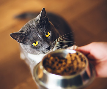 Déterminer l'allergie et l'intolérance alimentaires chez le chat à l'aide d'un test de provocation.