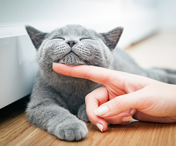 Comment aider le chat en cas d'allergie alimentaire ?