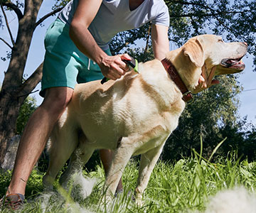 Le changement de pelage chez les chiens peut également survenir toute l'année