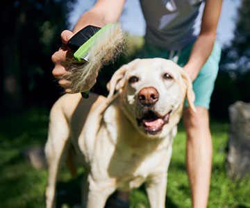 Hochwertiges Hundefutter wirkt sich positiv auf das Hundefell und den Fellwechsel aus