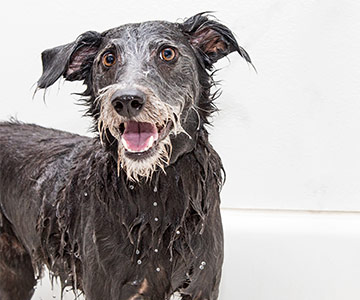 Das Baden des Hundes sollte aufgrund der Hautbarriere nicht zu häufig erfolgen