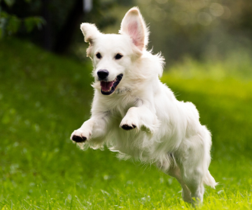 Une bonne alimentation pour chiens peut avoir un effet positif sur le développement des articulations chez les chiens