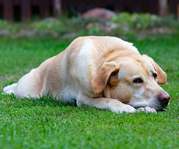 Problèmes articulaires chez les chiens