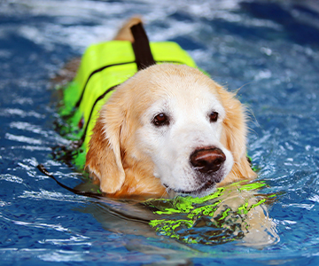 Physiothérapie chez le chien dans l'eau pour soulager les douleurs articulaires