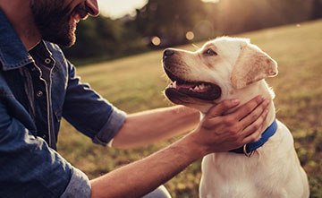 Om de hond te ondersteunen in stressvolle situaties, moet de oorzaak worden achterhaald.