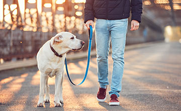 Es gibt Anzeichen, die auf negativen Stress beim Hund deuten können.