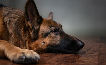 Le chien doit être rapidement sorti d'une situation stressante et conduit dans un environnement familier.