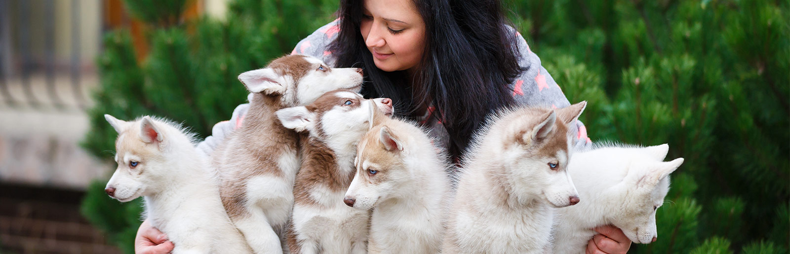 Ce que les éleveurs disent de notre nourriture pour chiots