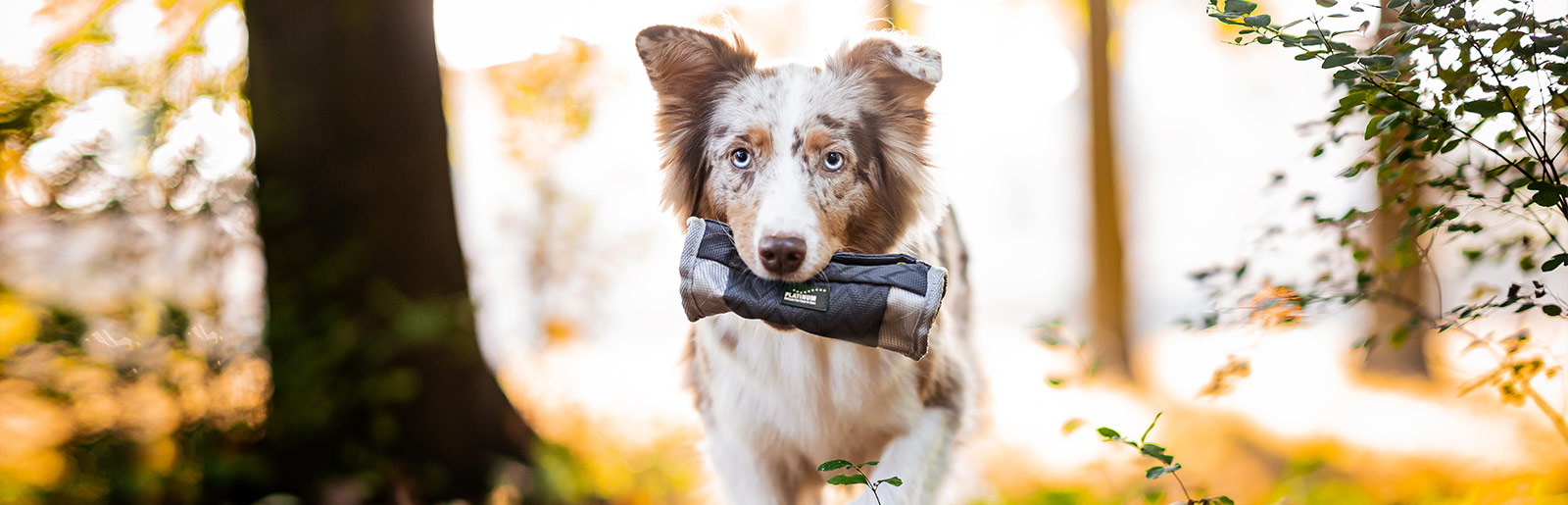 Extras pour les chiens comme les sacs pour dummies