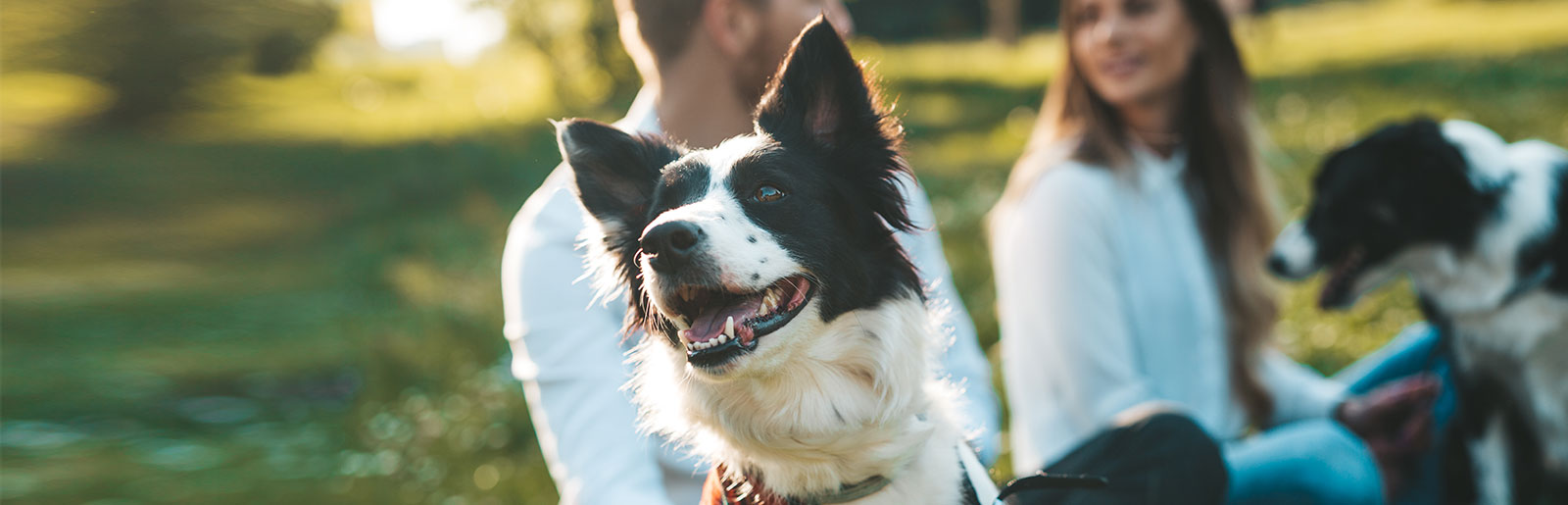 Zufriedene Kunden berichten über unser Futter für Hunde aus Fleischsaftgarung