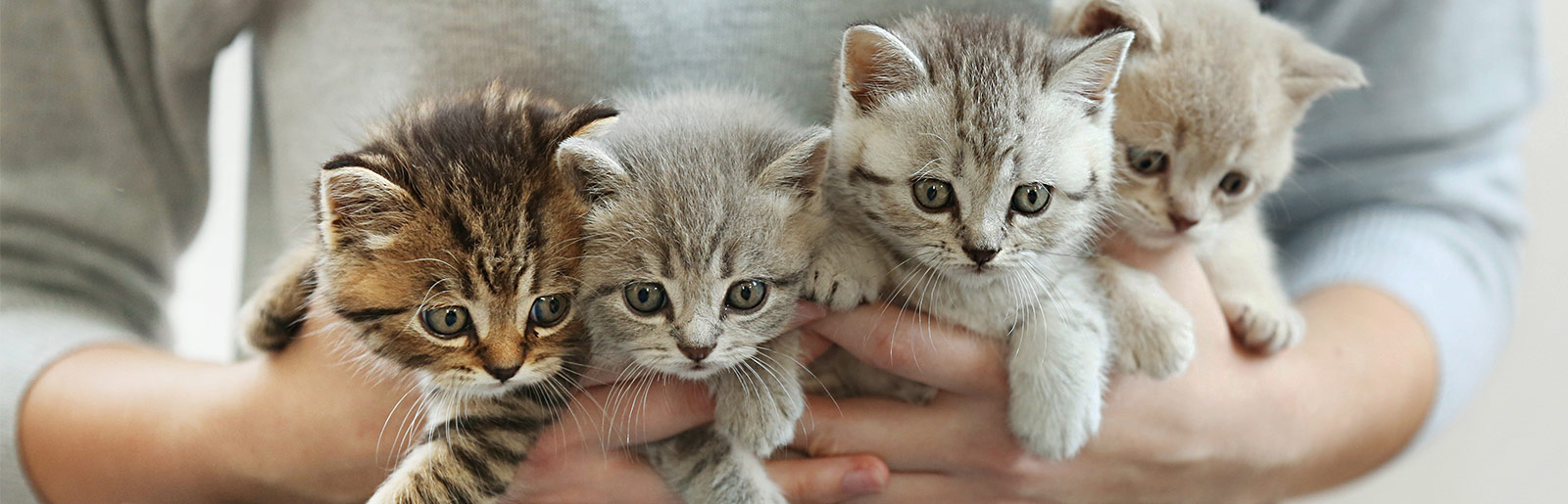 Geniet van de voordelen als kattenfokker met Platinum