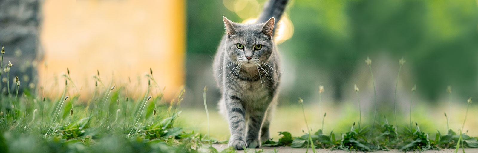 Trockennahrung aus dem Frischfleischtrockner - Hochwertiges Katzenfutter