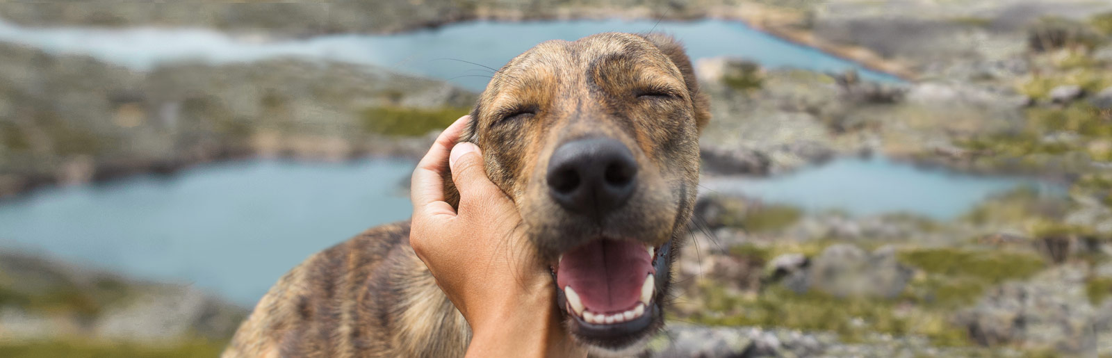 Das richtige Hundefutter für den besten Freund