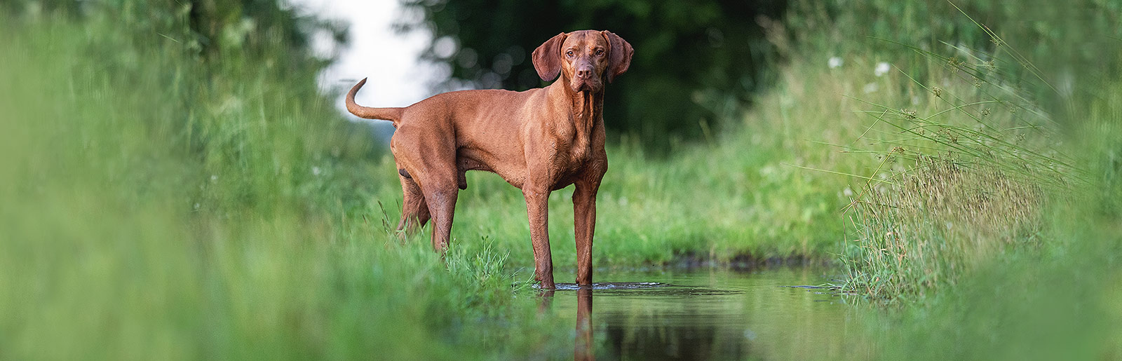 hond aan het water laten wennen