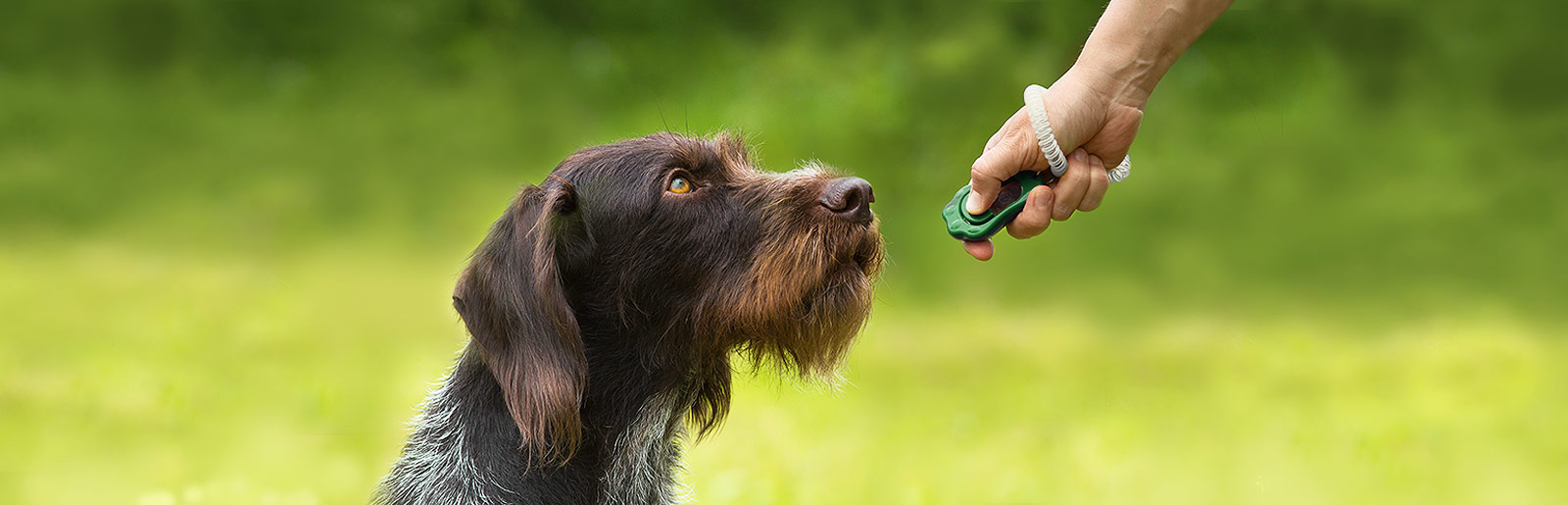 Avec un bon entraînement au clicker, le chien apprend rapidement de nouveaux tours