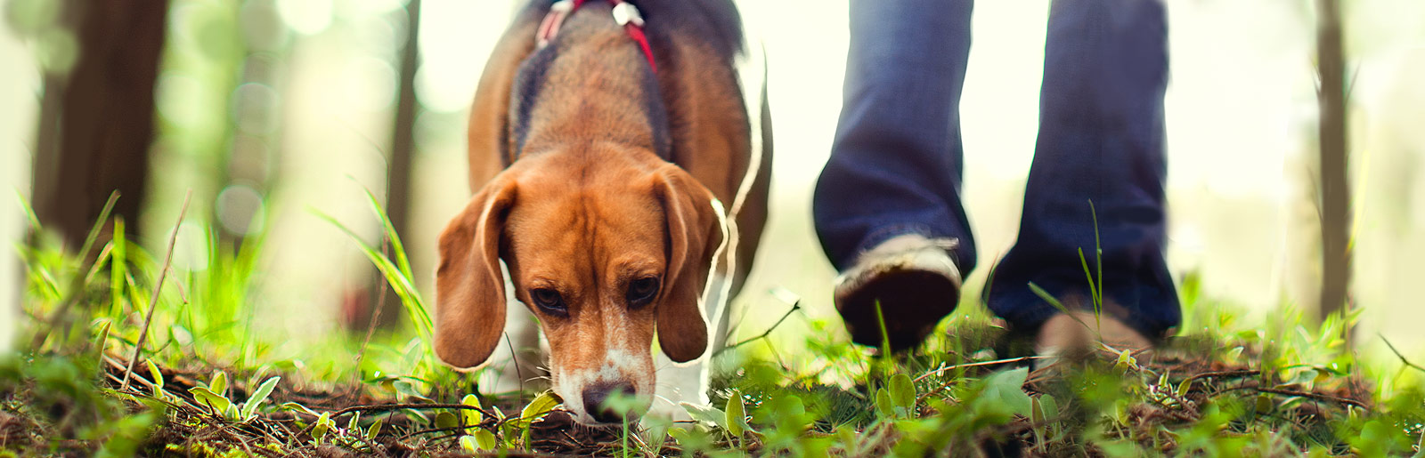 Avec un entraînement adéquat, le chien apprend à chercher et à suivre des pistes