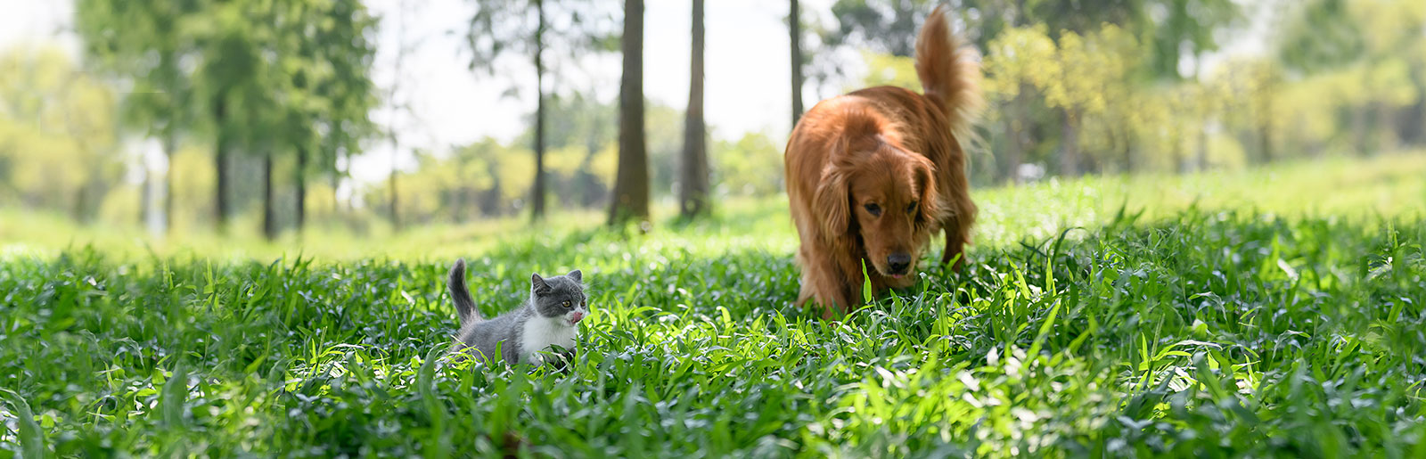 Harmonious living together of cat and dog