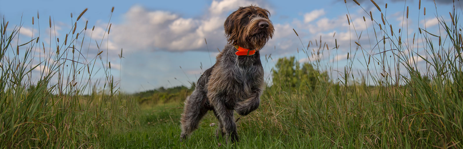 Comprendre les signaux du chien