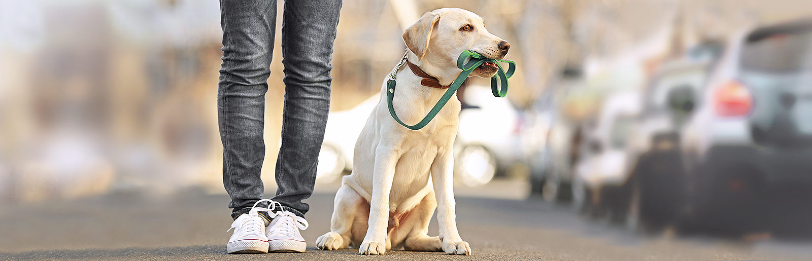 Promener son chien