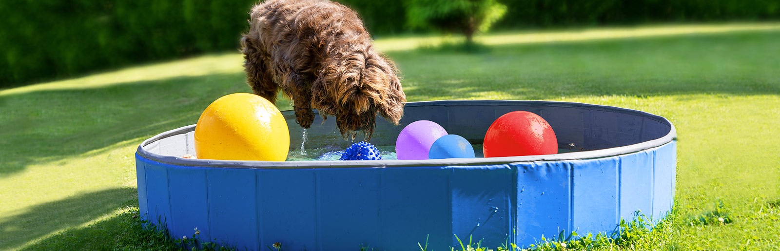 Eine abkühlende Beschäftigung für Hunde