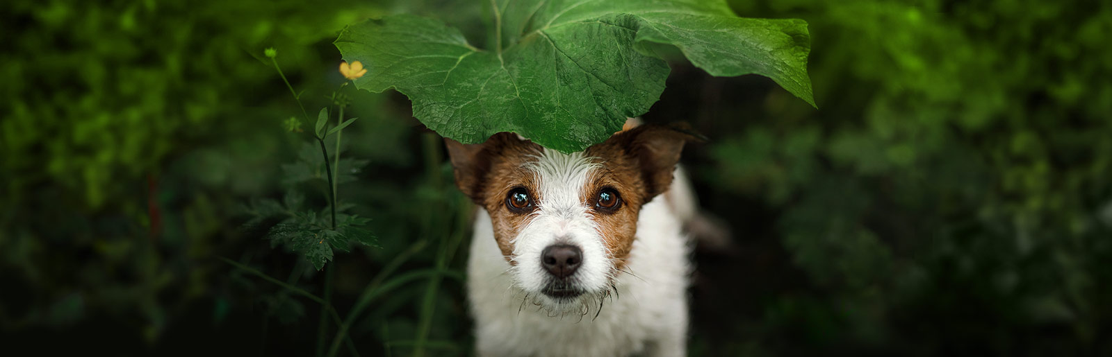 Mythen rund um den Hund