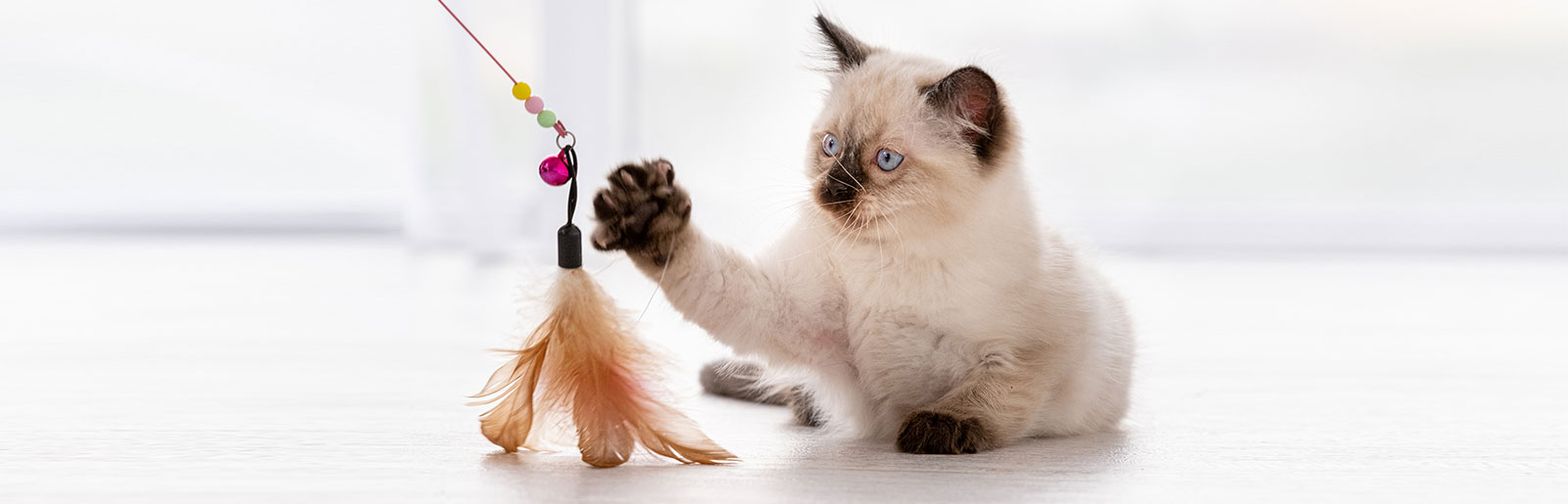 Katten bezighouden - ideeën tegen verveling bij katten