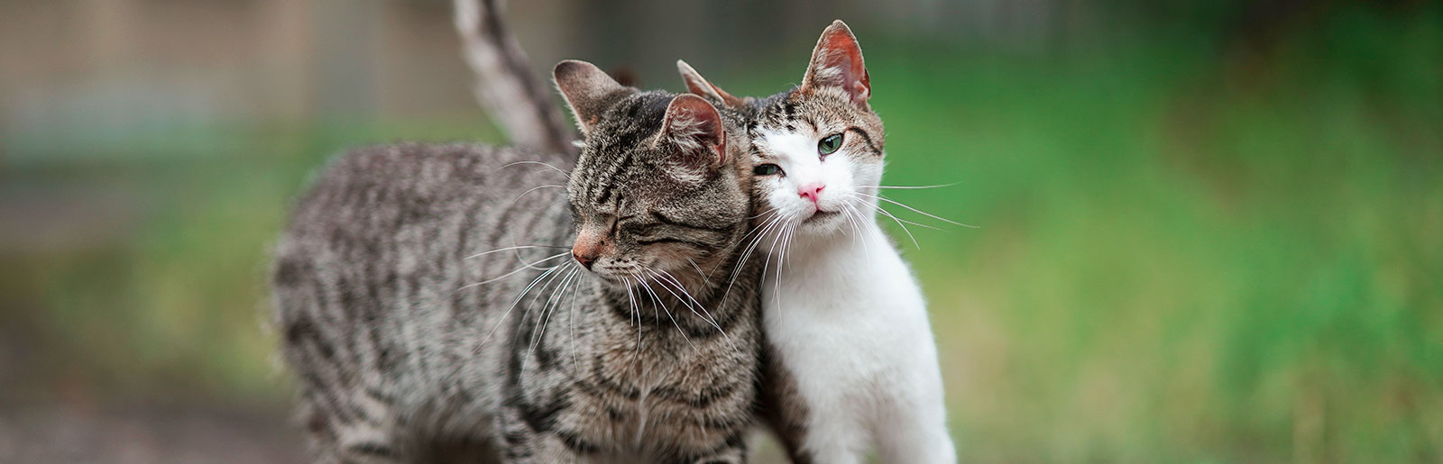 De kat en de vrije uitloop