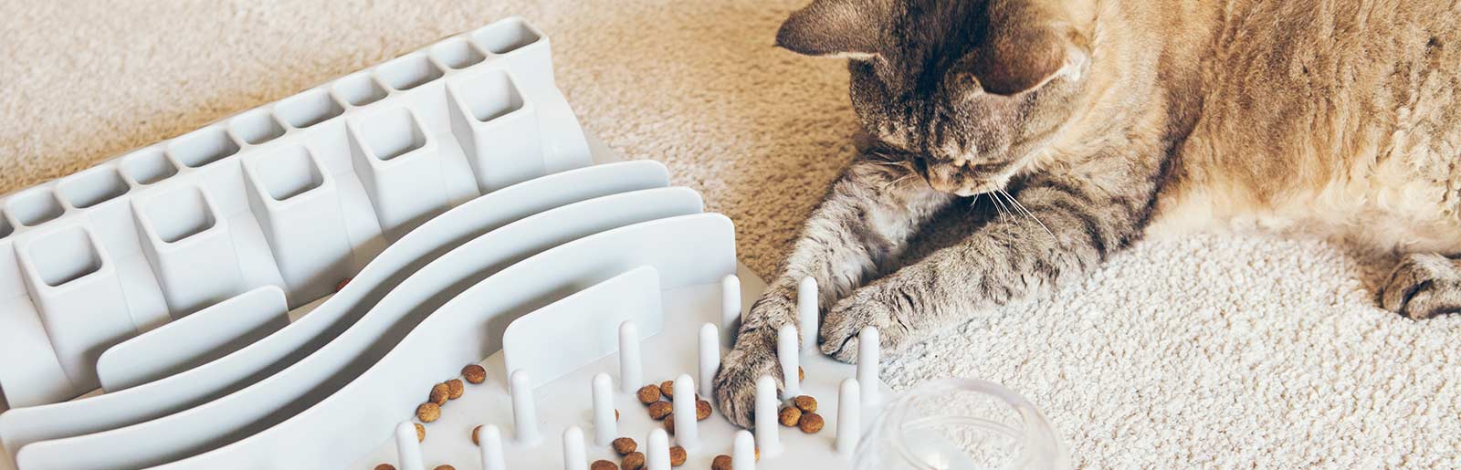 Activity Feeding chez les chats : Occuper le chat avec de la nourriture pour chats