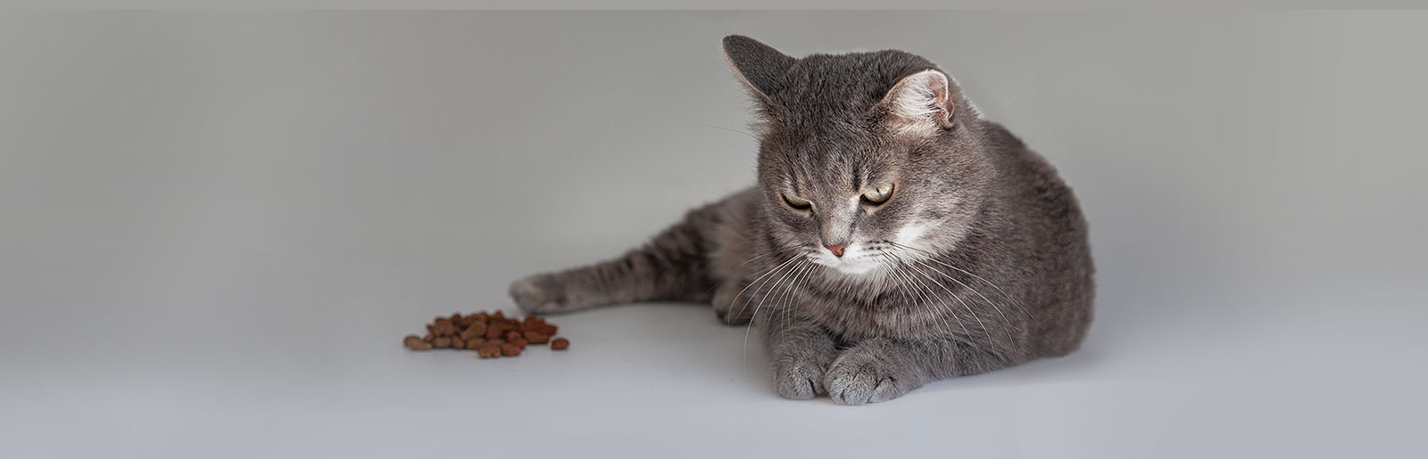 Un chat ne mange plus sa nourriture