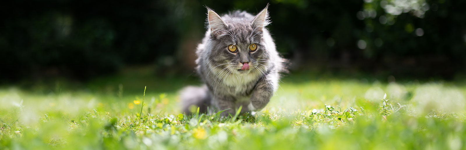 Une bonne alimentation pour chats, riche en nutriments, est importante pour la santé des chats.