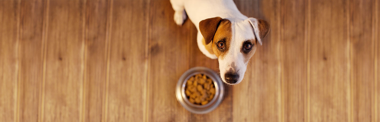 Déclarations des aliments pour chiens et ingrédients