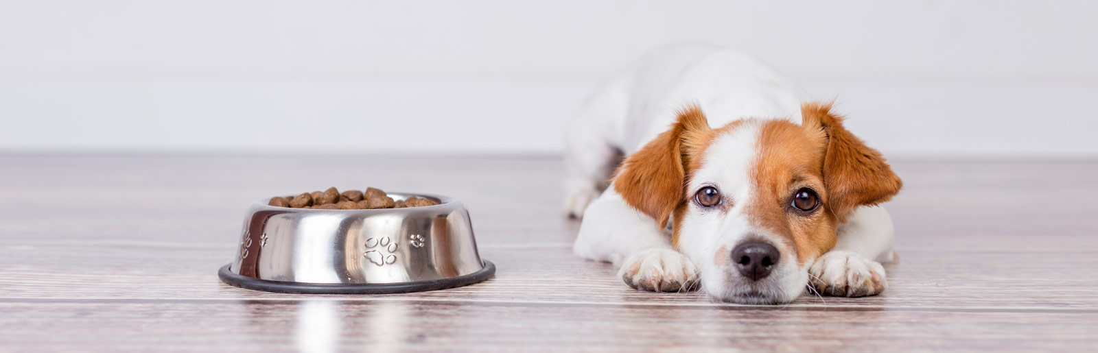 Causes et conseils lorsque le chien ne veut pas manger