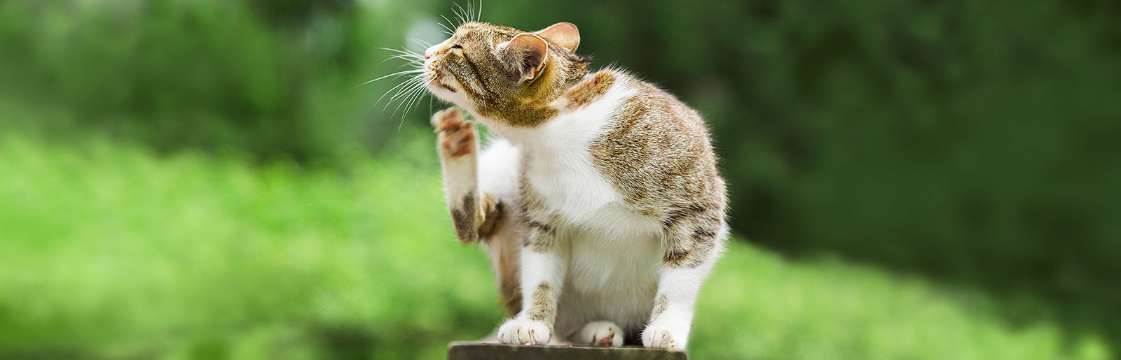 Démangeaisons et éruptions cutanées comme symptômes d'une allergie alimentaire chez le chat