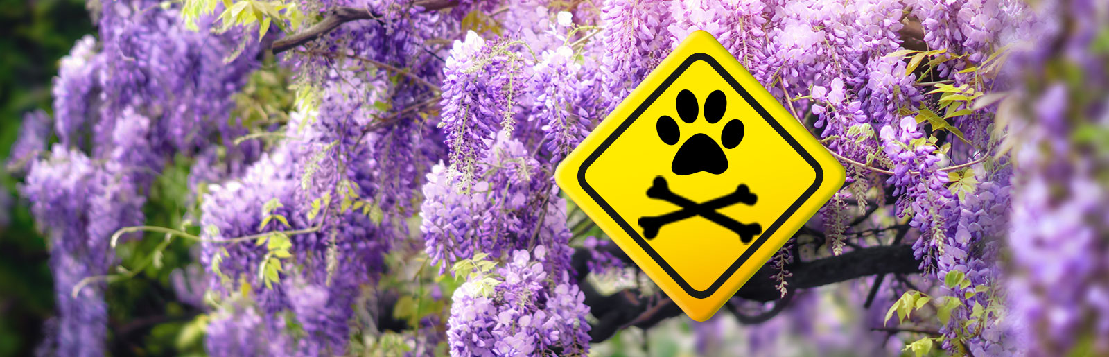 Plantes toxiques pour les chiens et les chats