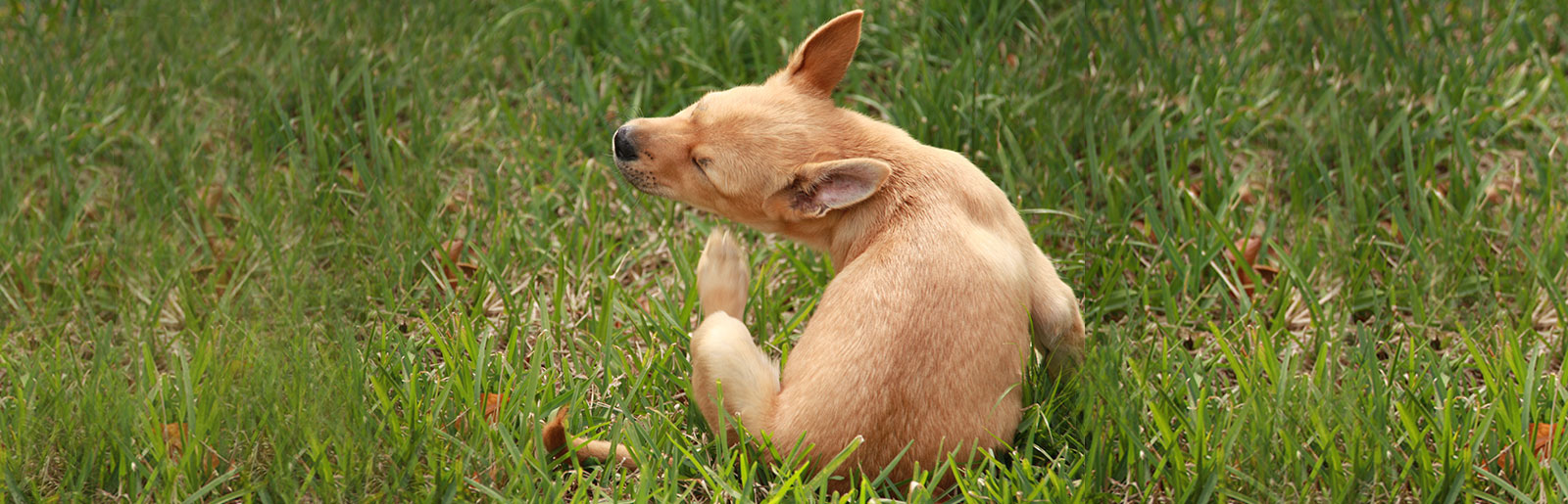 En cas d'intolérance alimentaire, veillez à la qualité de la nourriture de votre chien.