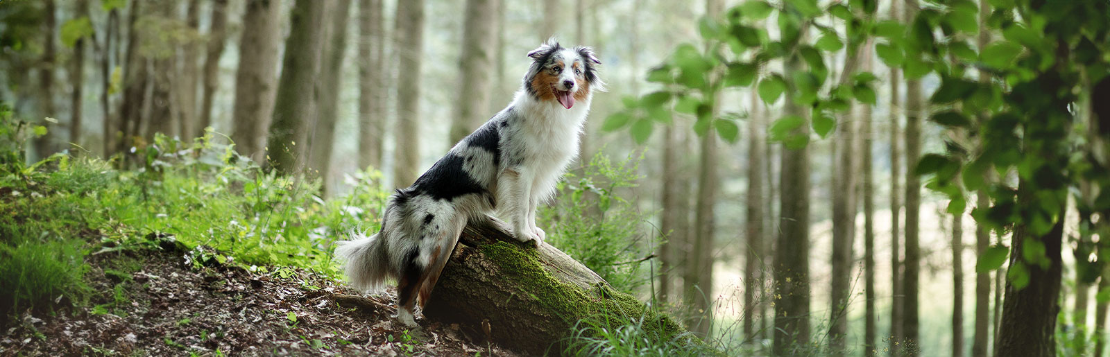 Tips om uw hond bij het lichaamseigen ontgiften te ondersteunen.