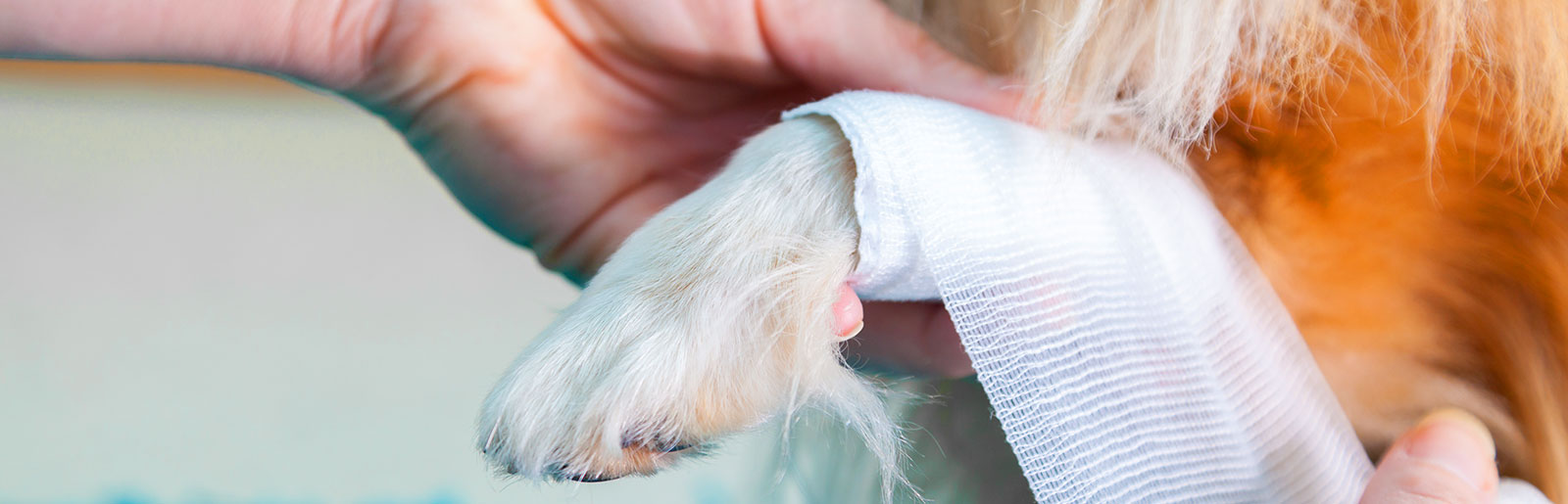 Eerstehulpmaatregelen voor honden