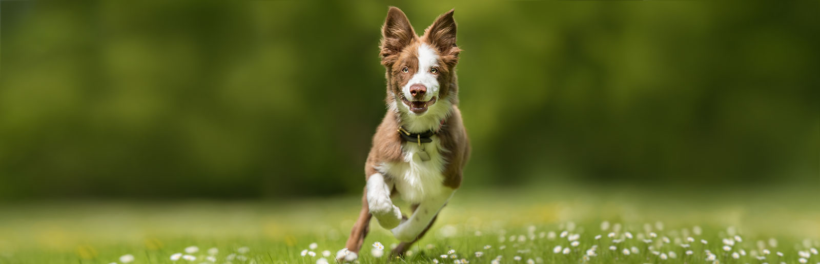 Conseils pour des articulations saines chez le chien