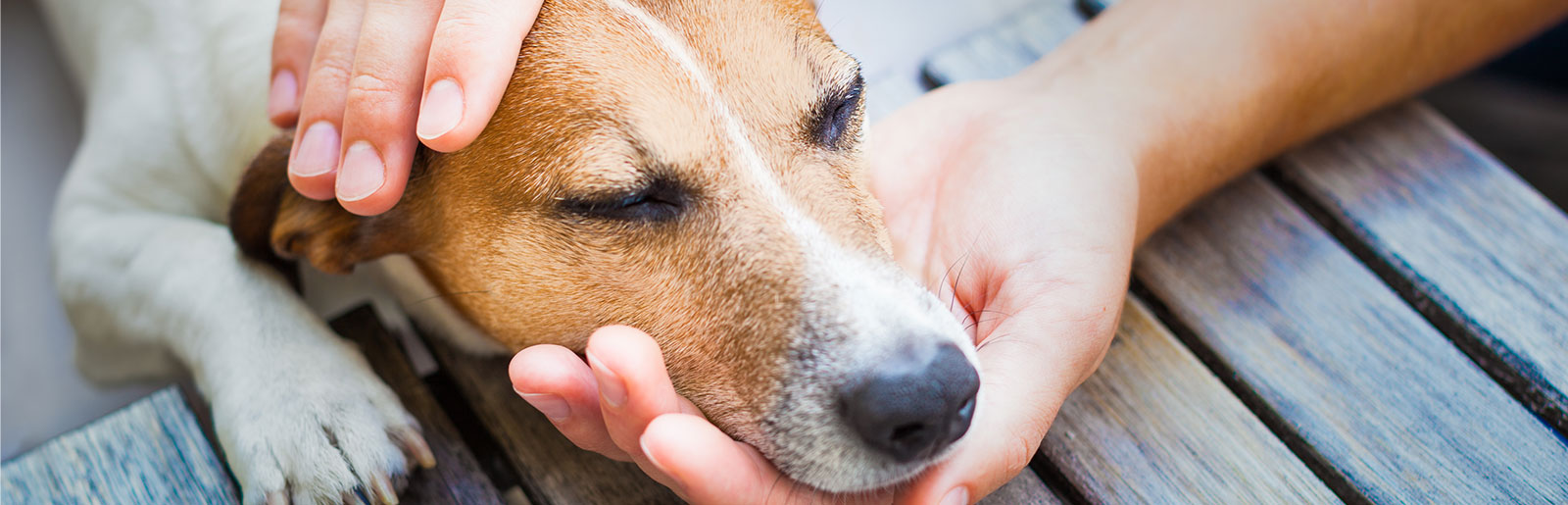 Une nourriture pour chiens qui couvre les besoins peut prévenir les maladies de peau