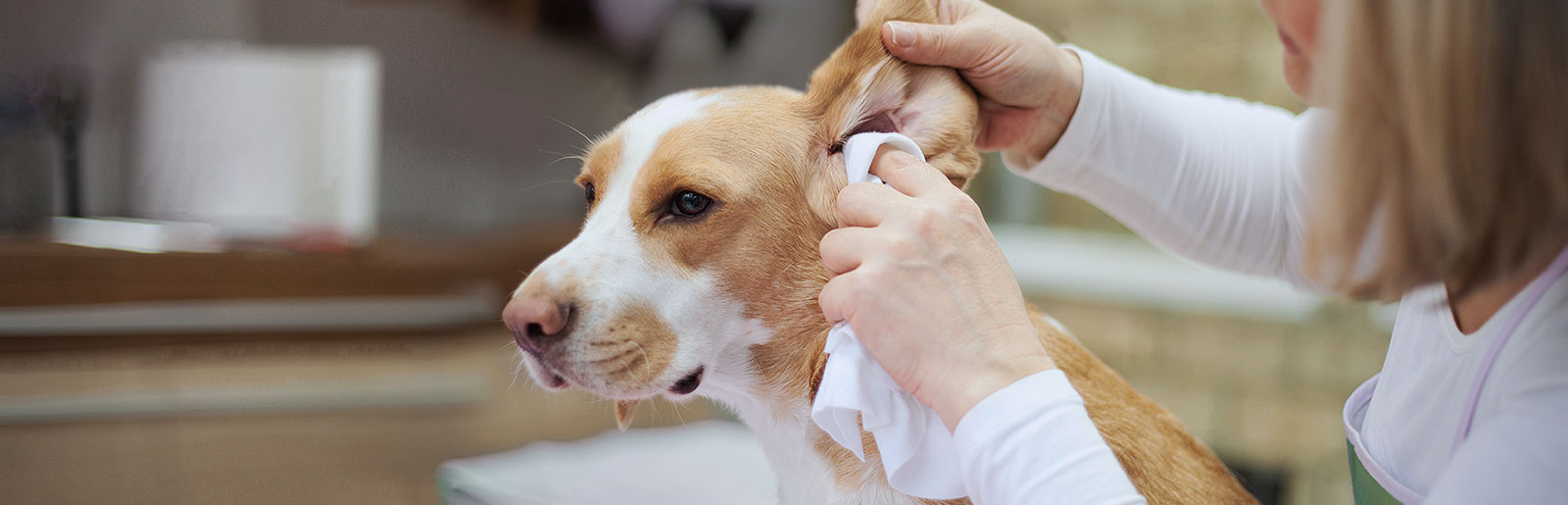 Tipps für gesunde Hundeohren