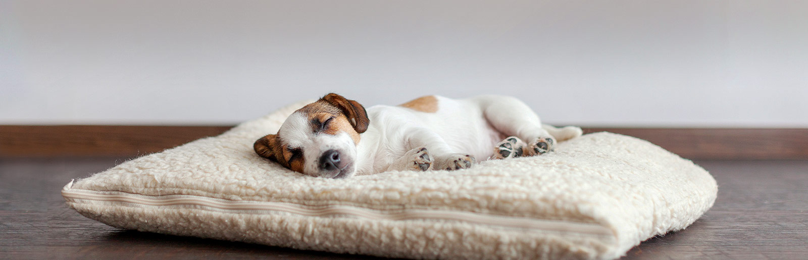 Besoin de sommeil chez les chiens 