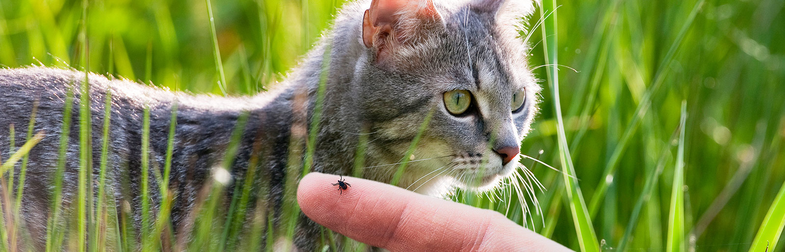 Zecken bei Katzen: So werden sie richtig entfernt