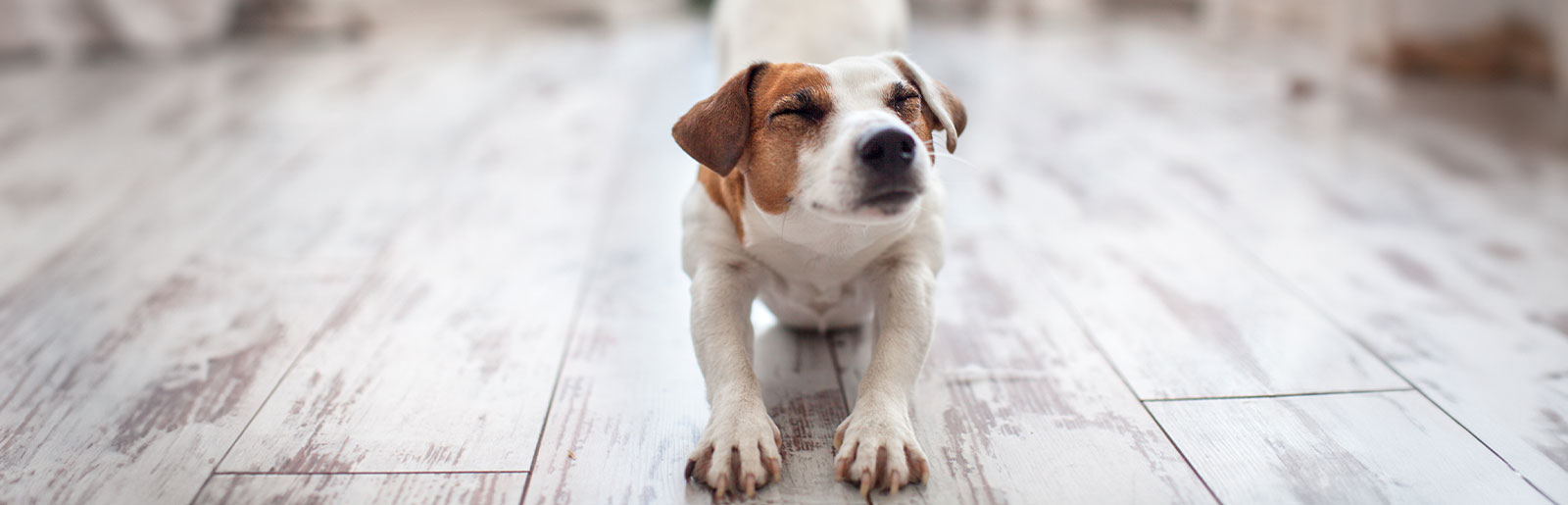 Conseils pour aider votre chien à réduire son stress