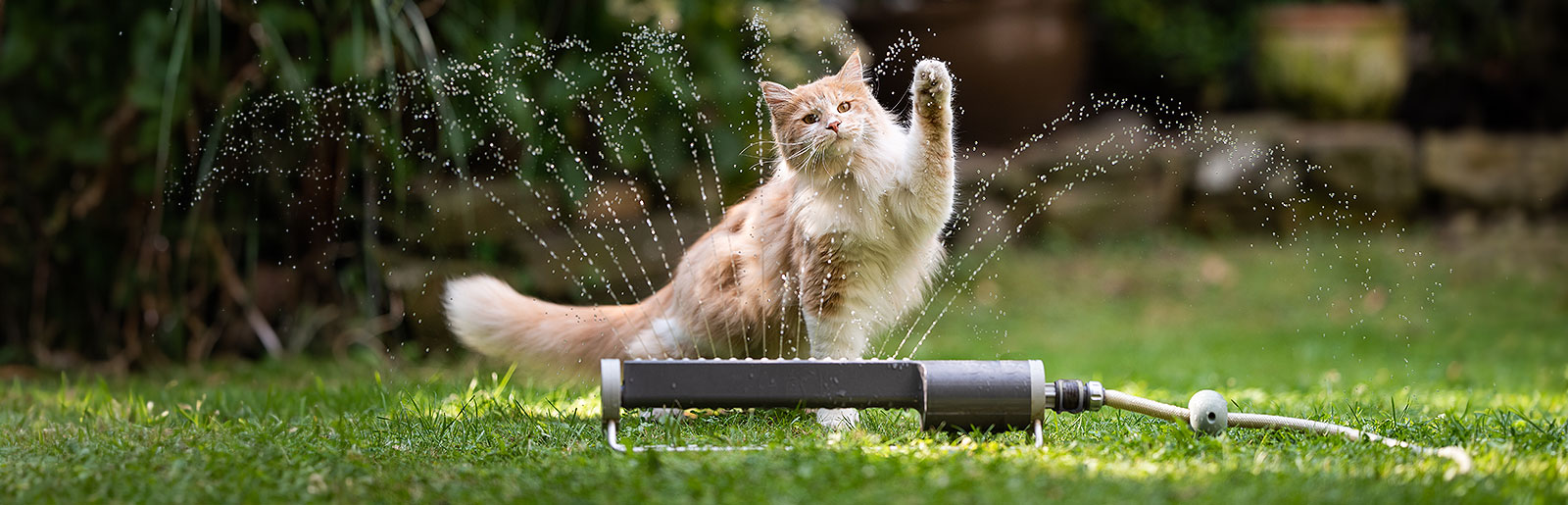 Cats and the summer heat