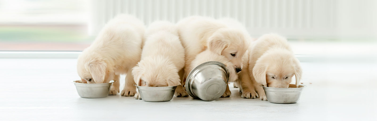 Les aliments pour chiots de Platinum sont des aliments complets et sains pour les chiots.