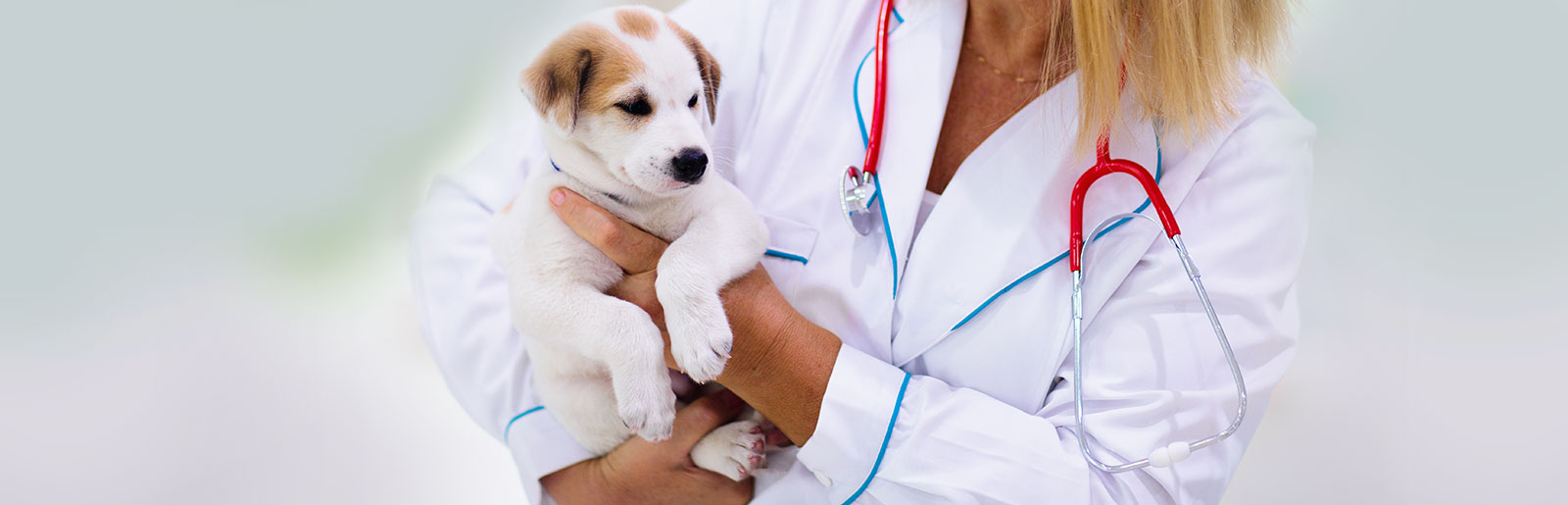 Créer des expériences positives lors d'une visite chez le vétérinaire avec un chiot