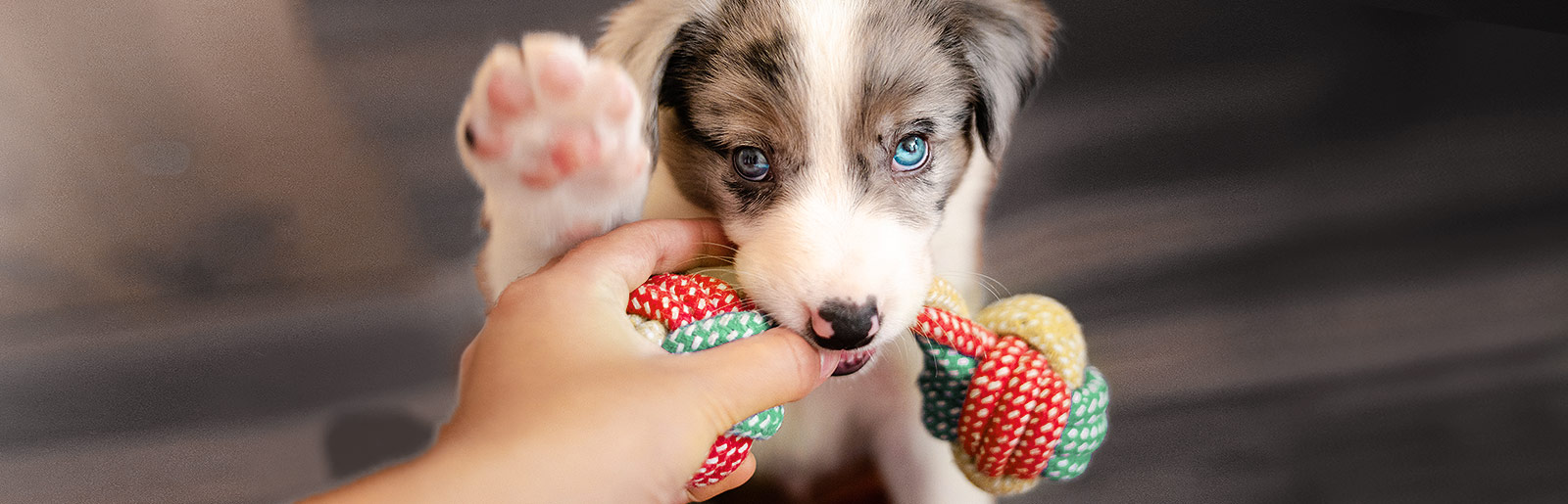 Puppy spelletjes