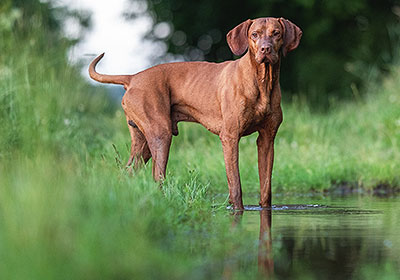 hond aan het water laten wennen