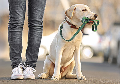 Met de hond wandelen